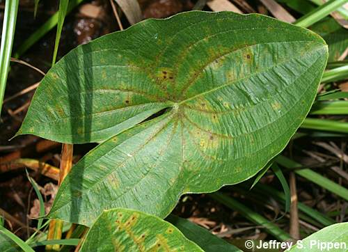 Broadleaf Arrowhead, Duck Potato, Wapato (Sagittaria latifolia)