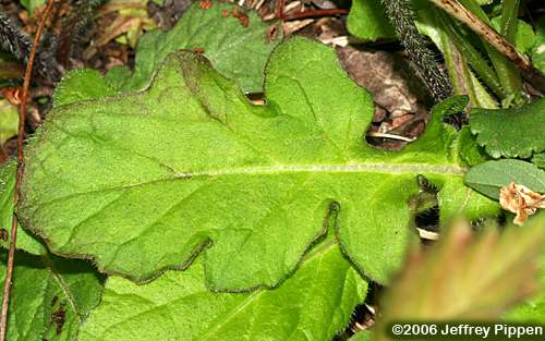 Lyreleaf Sage (Salvia lyrata)