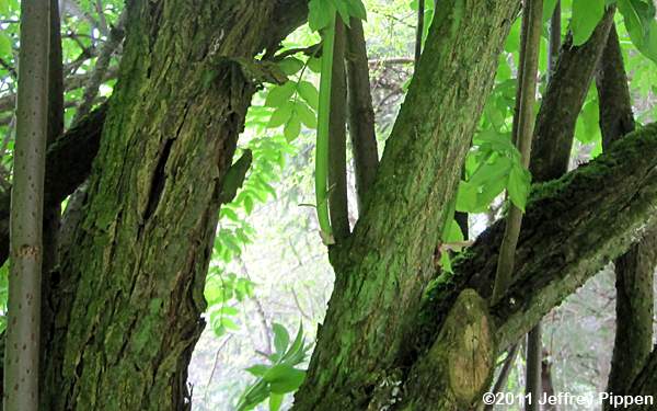 Red Elderberry (Sambucus aracemosa var. racemosa)