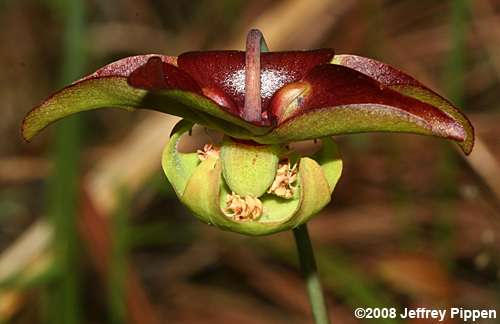 Sweet Pitcher Plant, Redflower Pitcher Plant (Sarracenia rubra ssp. rubra)