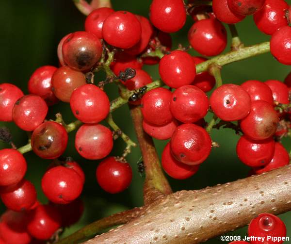 Brazilian Peppertree (Schinus terebinthifolius)