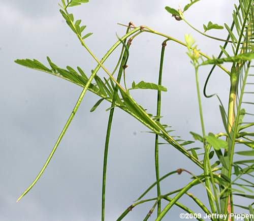 Bigpod Sesbania, Coffee-weed, Indigo-weed (Sesbania herbacea)