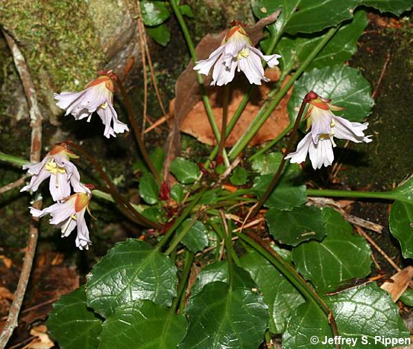 Oconee Bells (Shortia galacifolia)