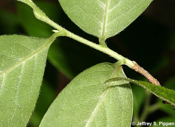 Silky Camellia (Stewartia malacodendron)