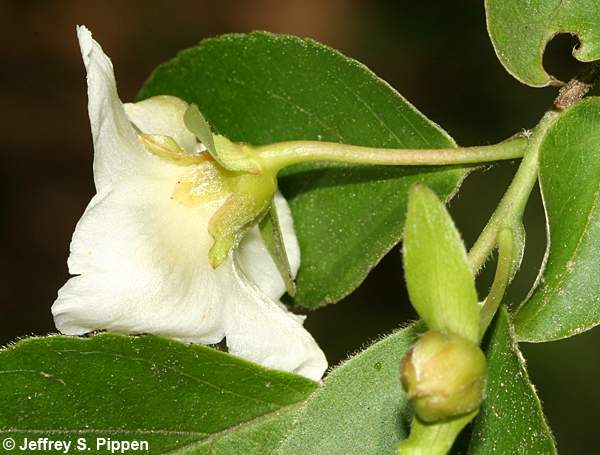 Mountain Camellia (Stewartia ovata)