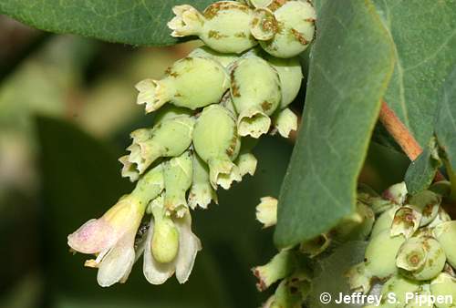 Common Snowberry (Symphoricarpos albus)