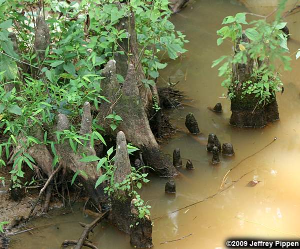 Baldcypress (Taxodium distichum)