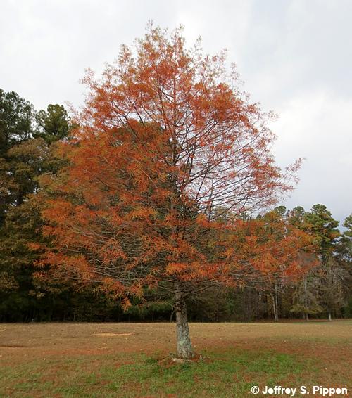 Baldcypress (Taxodium distichum)