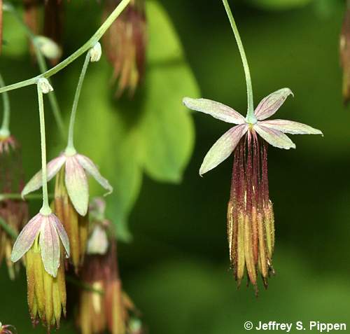 Appalachian Meadowrue, Maid of the Mist, Thick-leaved Meadowrue (Thalictrum coriaceum)