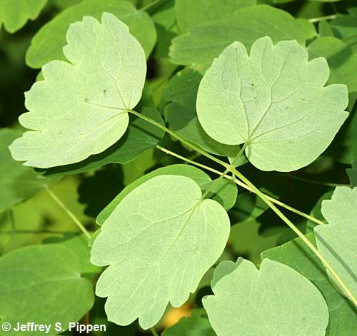 Appalachian Meadowrue, Maid of the Mist, Thick-leaved Meadowrue (Thalictrum coriaceum)