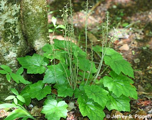 Foamflower (Tiarella cordifolia)