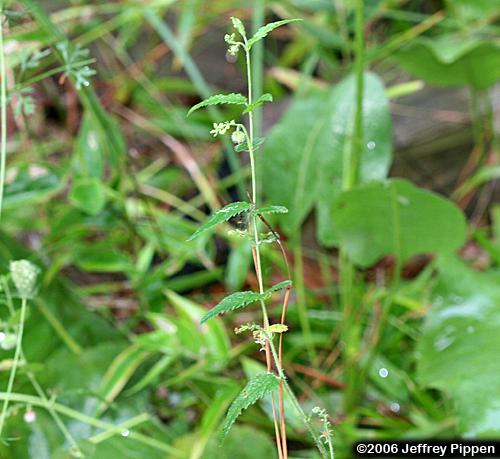 Nettleleaf Noseburn (Tragia urticifolia)