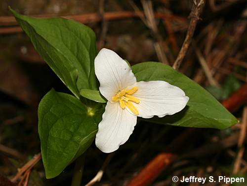 Western Trillium, Pacific Trillium, Western Wake-Robin (Trillium ovatum)