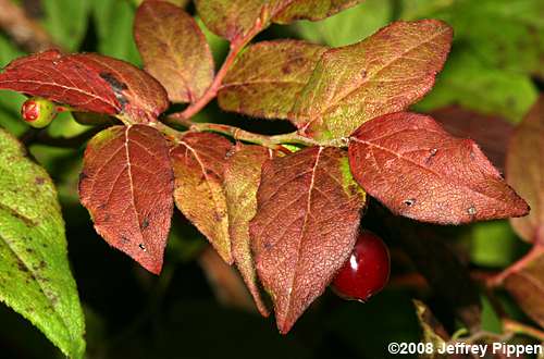Southern Mountain Cranberry (Vaccinium erythrocarpum)