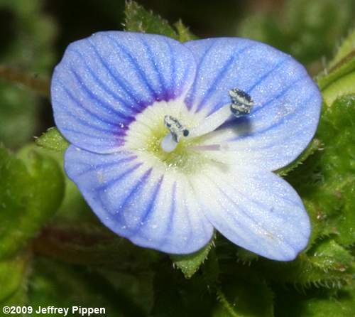 Gray Field Speedwell (Veronica persica)