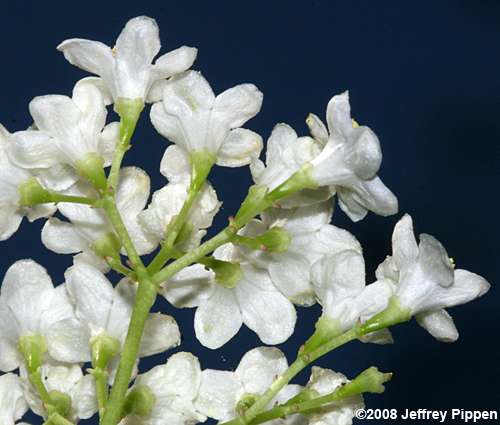 Blackhaw, Cherryleaf Viburnum (Viburnum  prunifolium)