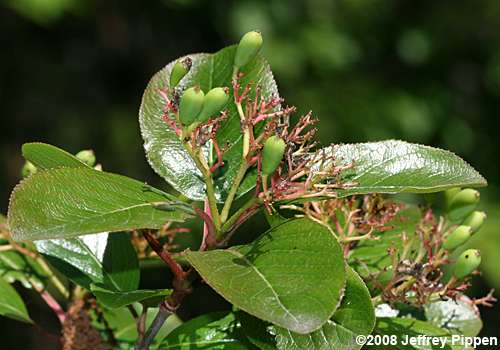 Rusty Blackhaw (Viburnum rufidulum)