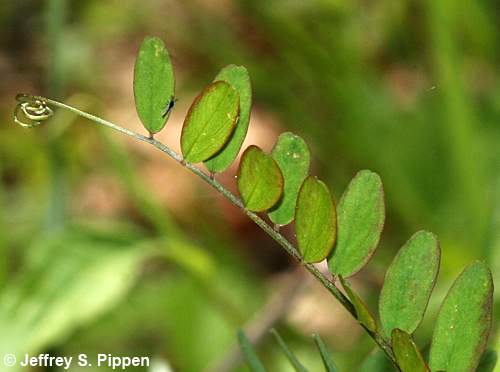 Wood Vetch, Carolina Vetch (Vicia caroliniana)