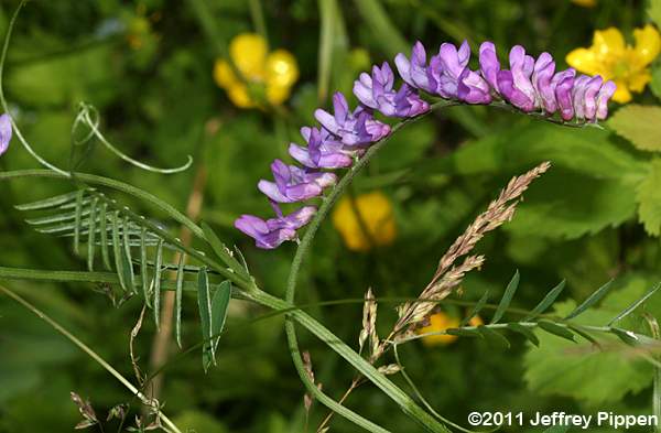 Cow Vetch, Tufted Vetch, Canada-pea (Vicia cracca)