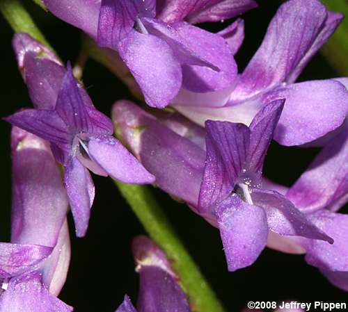 Hairy Vetch (Vicia villosa)