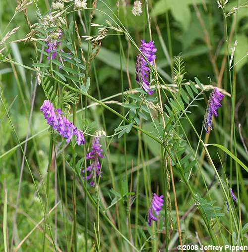 Hairy Vetch (Vicia villosa)