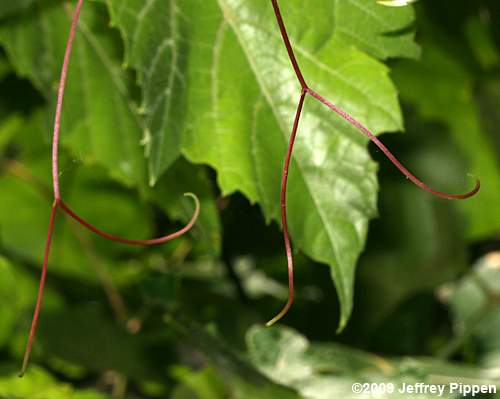 Frost Grape, Winter Grape, Chicken Grape (Vitis vulpina)