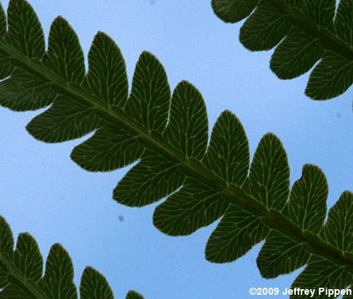 Virgina Chainfern (Woodwardia virginica)