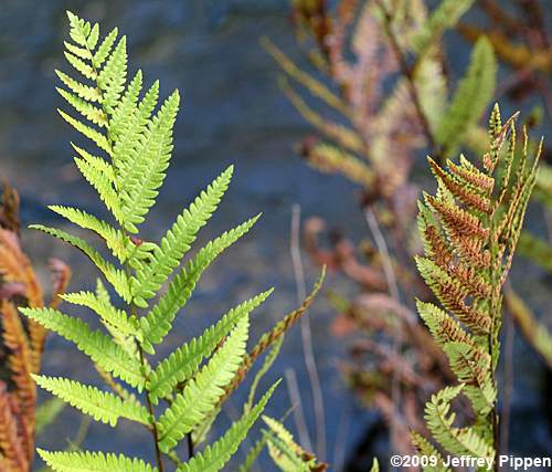 Virgina Chainfern (Woodwardia virginica)