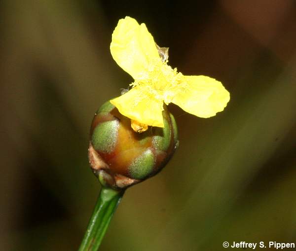 Bog Yelloweyed Grass (Xyris difformis)