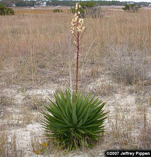 Spanish Dagger, Moundlily Yucca (Yucca gloriosa)