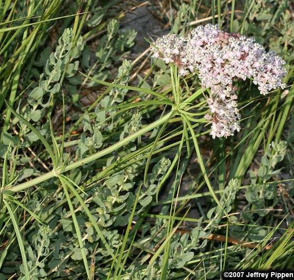 Narrowleaf Milkweed, Mexican Whorled Milkweed (Asclepias fascicularis)