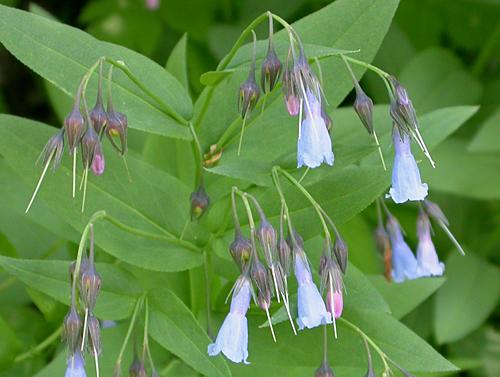 Utah Bluebells(Mertensia sp.)