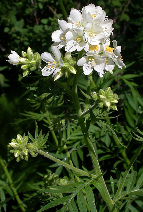 Leafy Jacob's Ladder (Polemonium foliosissimum)
