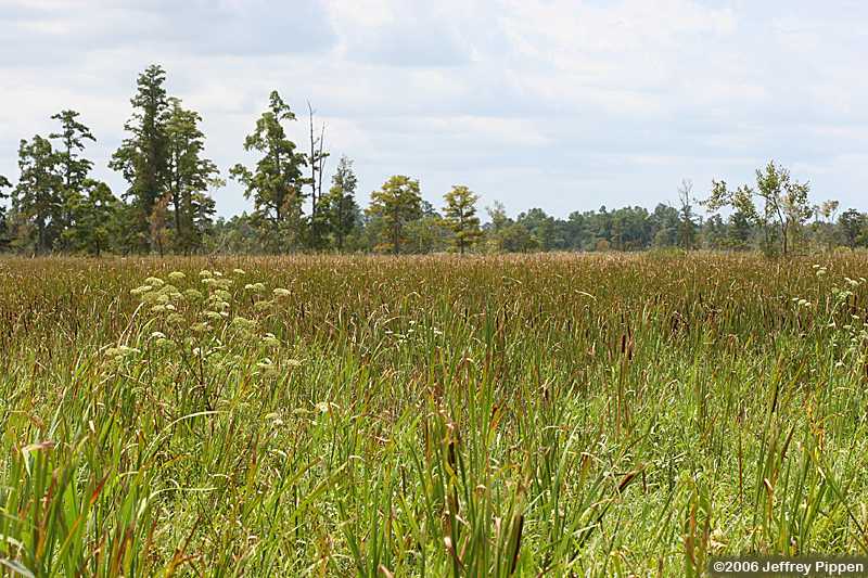 Cape Fear River marshes