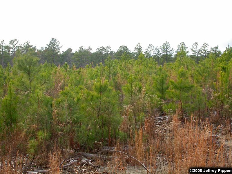 Young loblolly pines succeeding grasses in clearcut